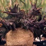 Euphorbia groenewaldii.jpg